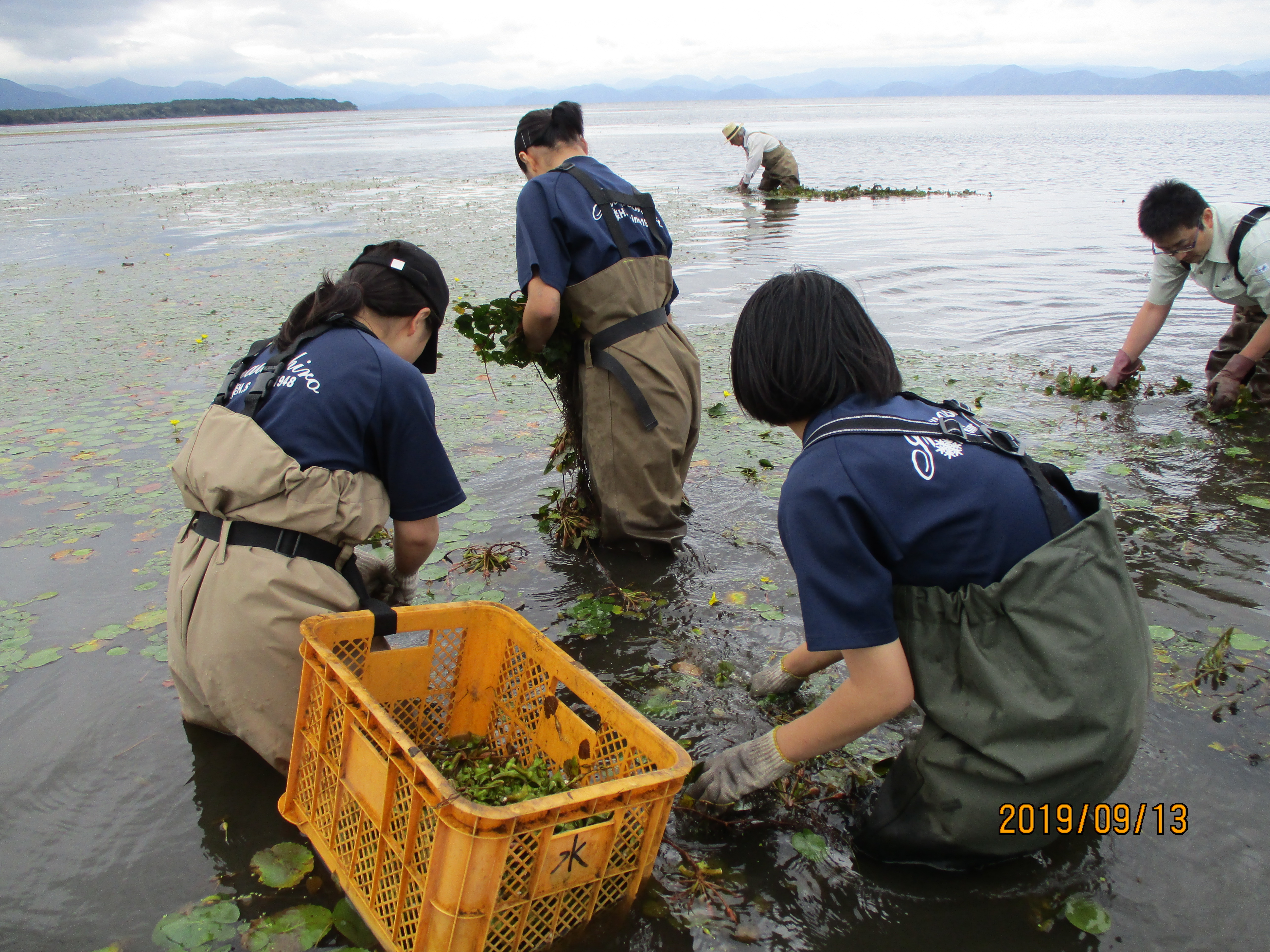 膝まで水に浸かりながらの作業です