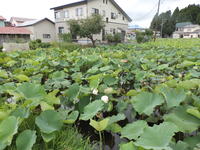 少し前まで一面に蓮の花が咲いていました